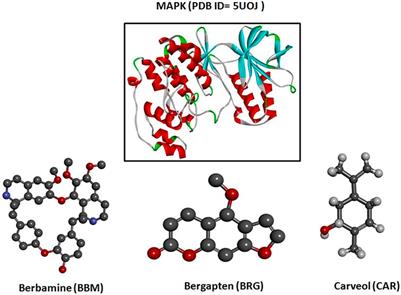 Investigation of Natural Compounds for Therapeutic Potential in Streptozotocin-induced Diabetic Neuroinflammation and Neuropathic Pain